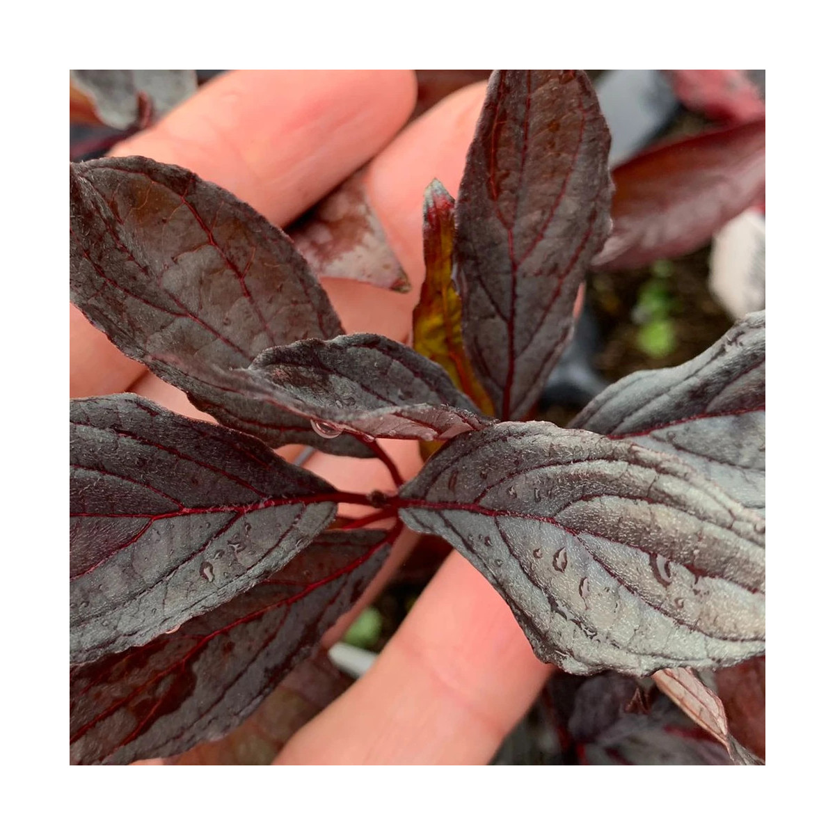 Cornouiller blanc Nightfall® 'Verpaalen3', Cornus