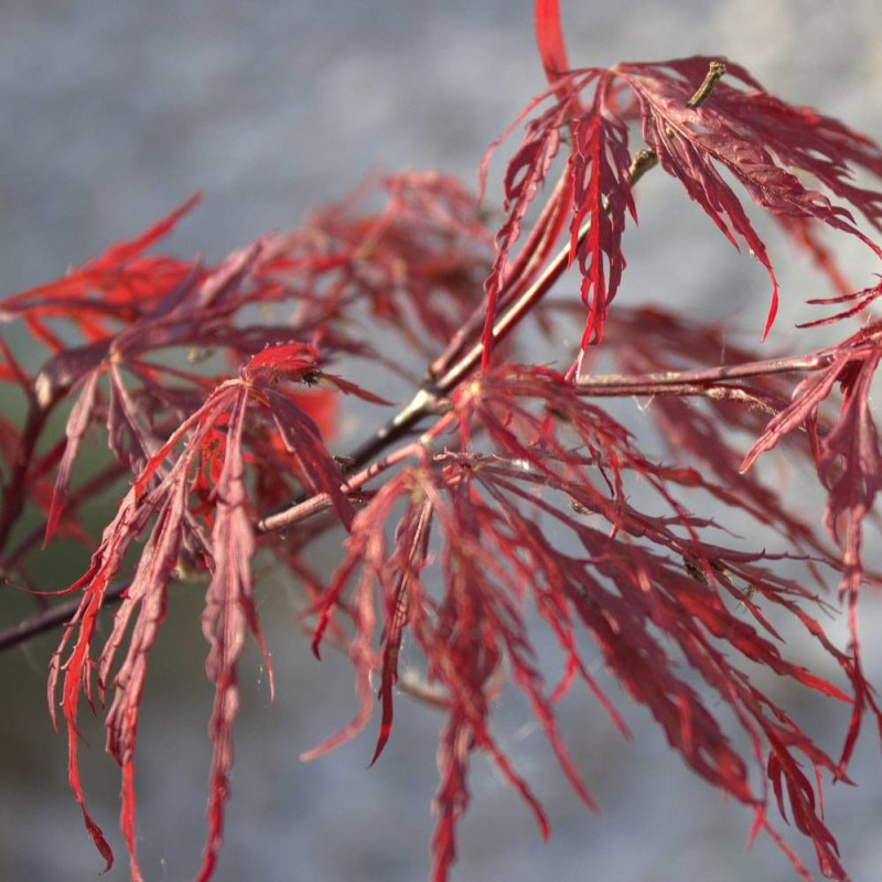 Érable du Japon Dissectum Viridis, Acer palmatum