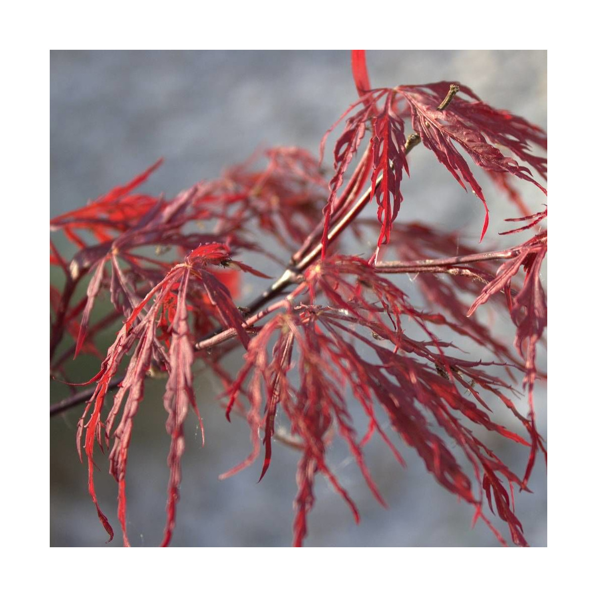 Érable du Japon Dissectum Viridis, Acer palmatum Érable du Japon Dissectum Viridis, Acer palmatum