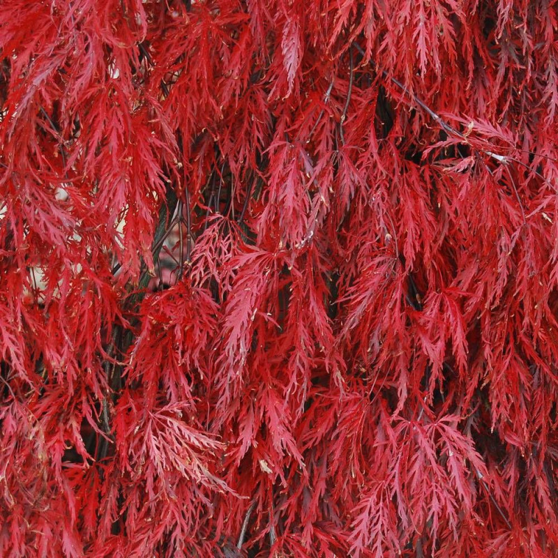Érable du Japon Dissectum Viridis, Acer palmatum
