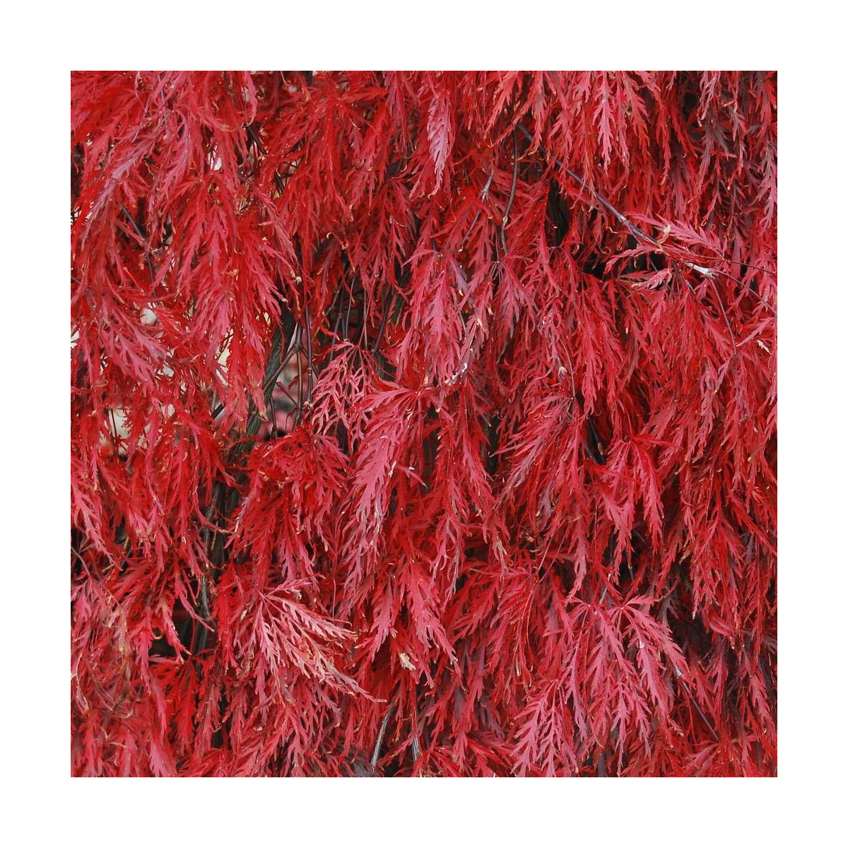 Érable du Japon Dissectum Viridis, Acer palmatum Érable du Japon Dissectum Viridis, Acer palmatum