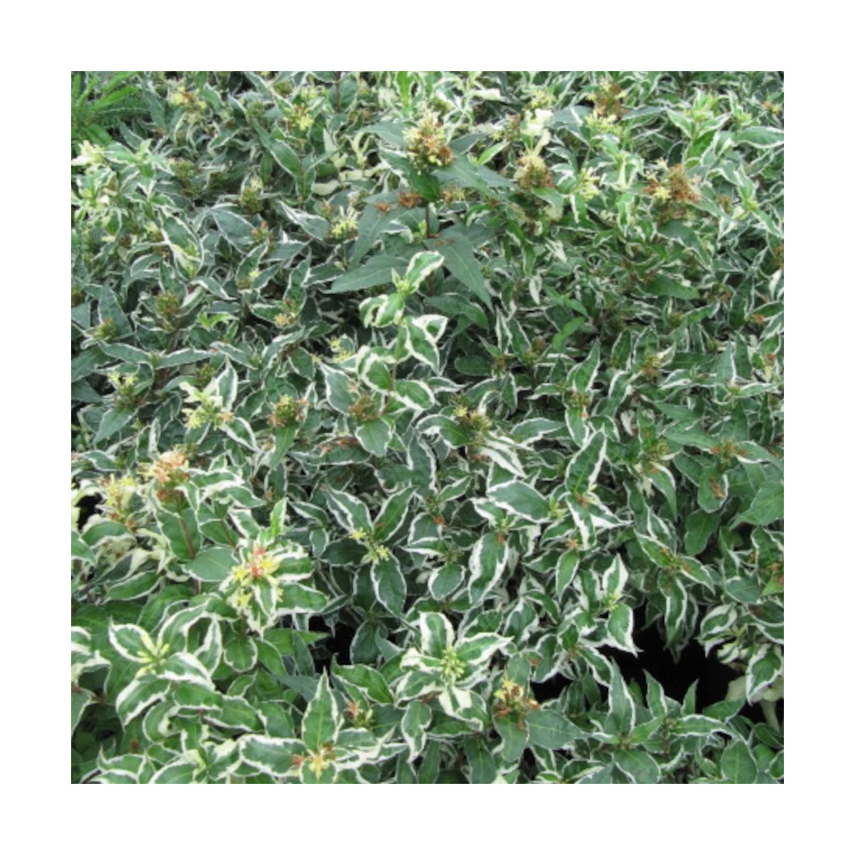 Diervilla Cool Splash® 'LPDC Podara', Diervillé