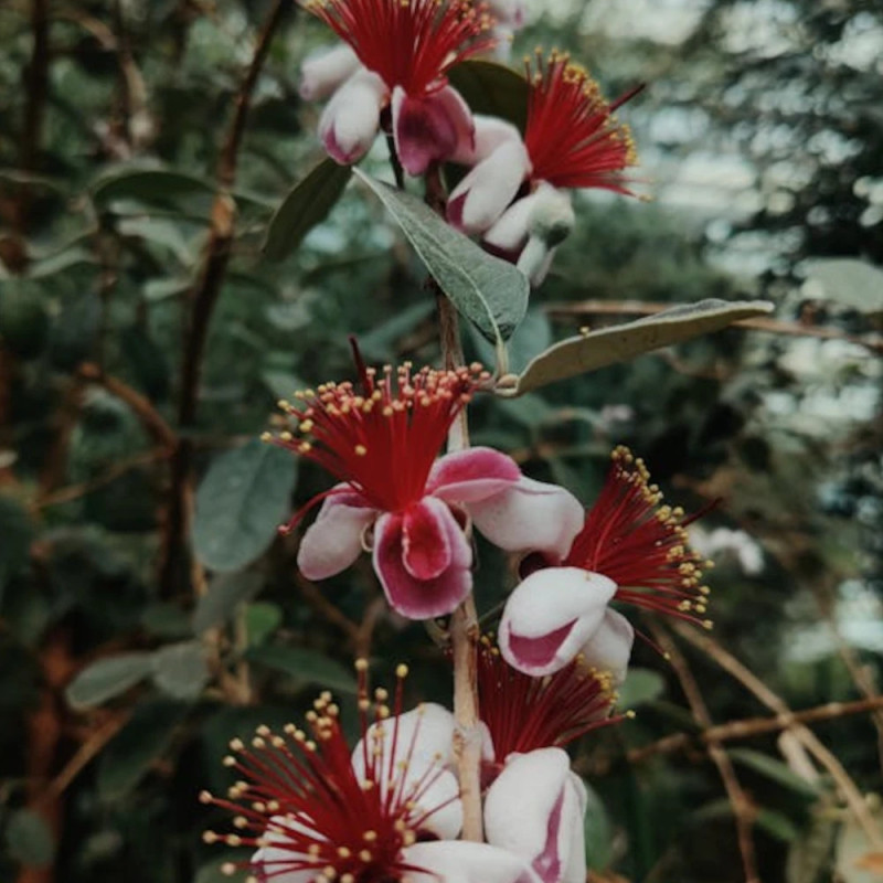 Goyavier du Brésil Coolidge, Acca, Feijoa