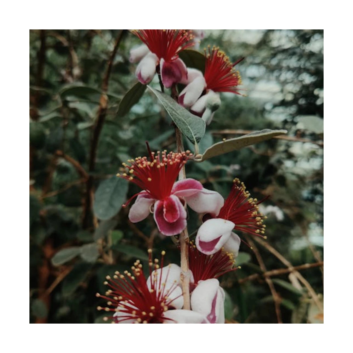 Goyavier du Brésil Coolidge, Acca, Feijoa