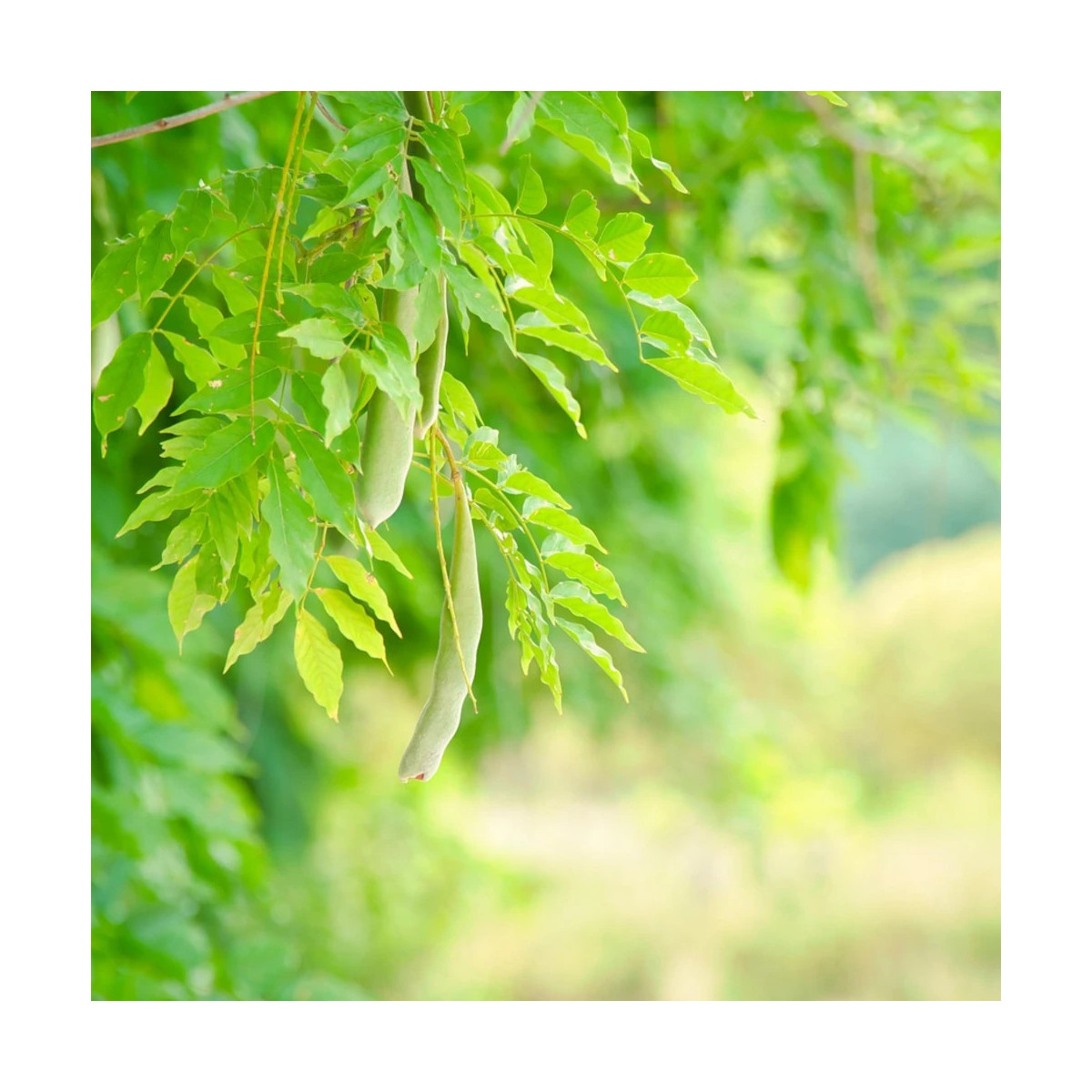 Févier d'Amérique Skyline, Gleditsia Févier d'Amérique Skyline, Gleditsia