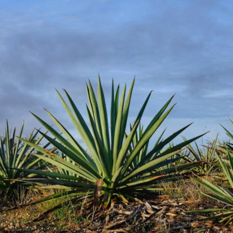 Yucca rouge parviflora