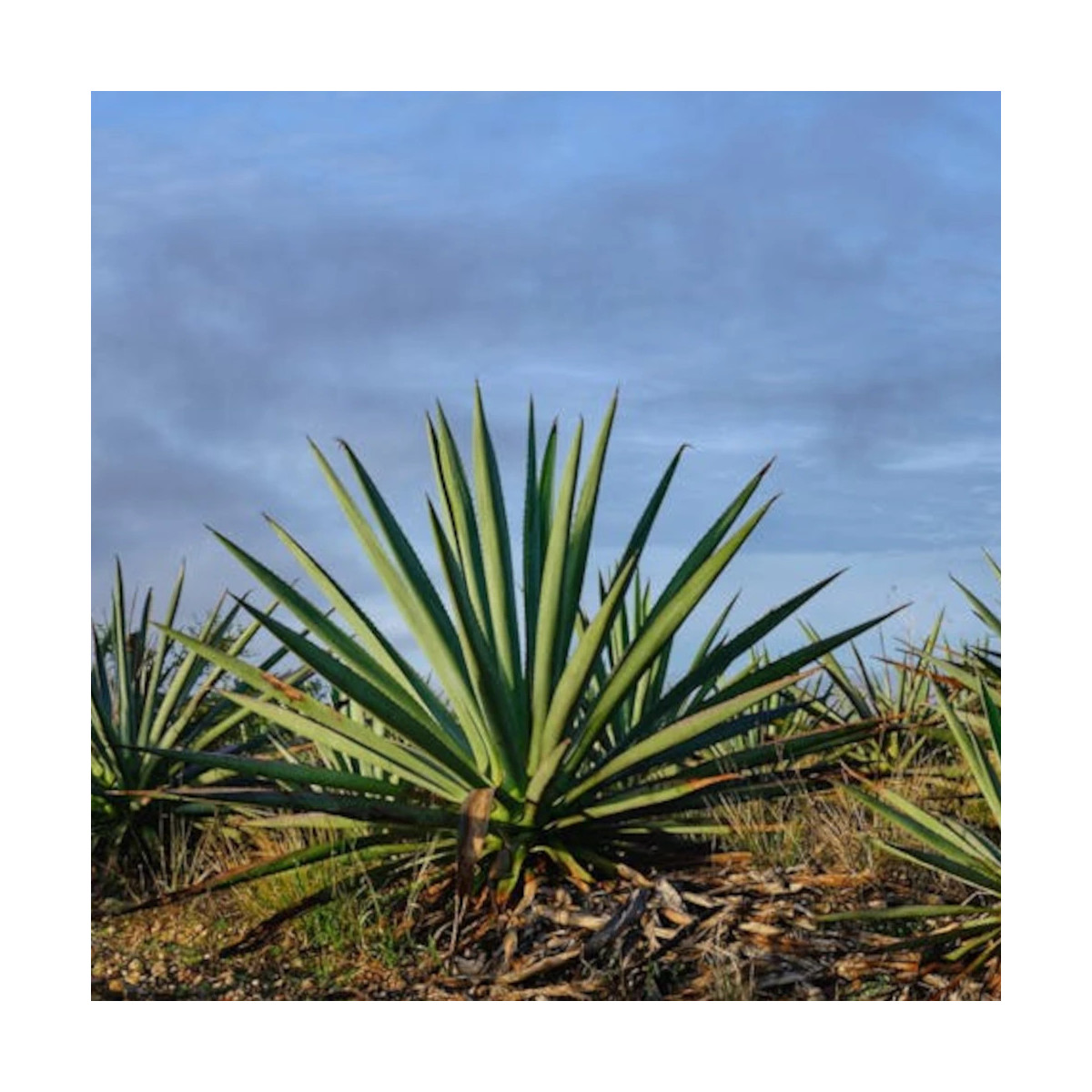 Yucca rouge parviflora