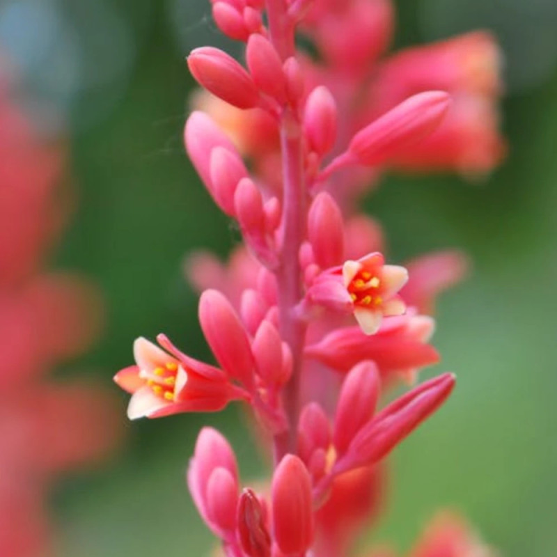 Yucca rouge parviflora