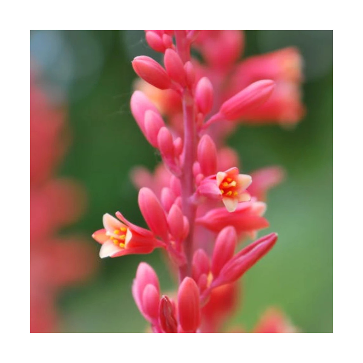 Yucca rouge parviflora