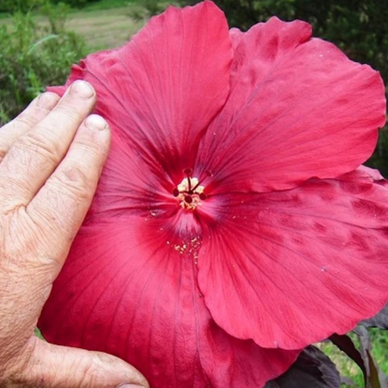 Hibiscus des marais Carousel® Geant Red 'Tahi05'