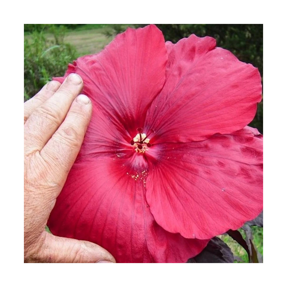 Hibiscus des marais Carousel® Geant Red 'Tahi05'