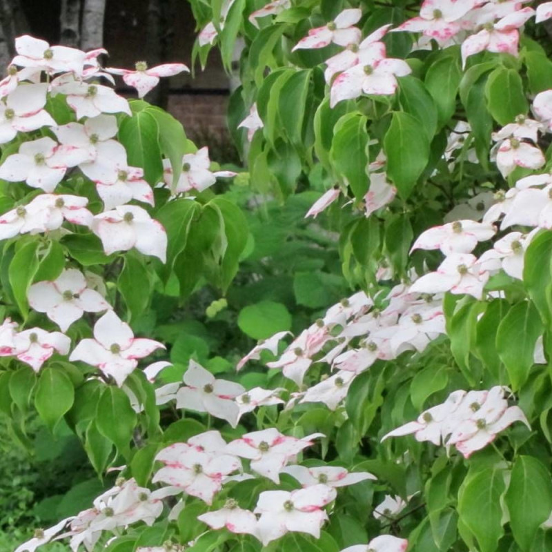 Cornouiller du Japon Milky Way, Cornus kousa