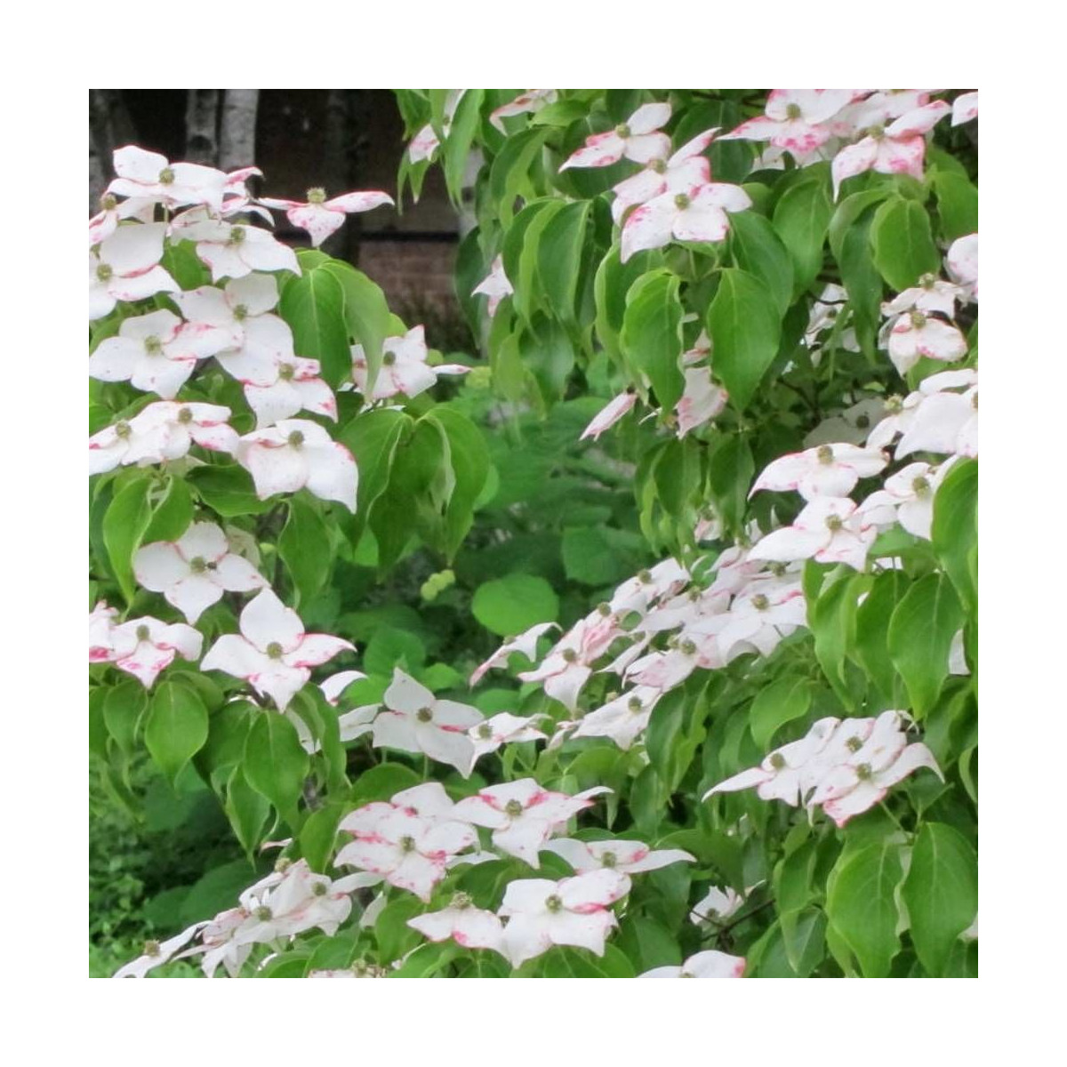 Cornouiller du Japon Milky Way, Cornus kousa Cornouiller du Japon Milky Way, Cornus kousa