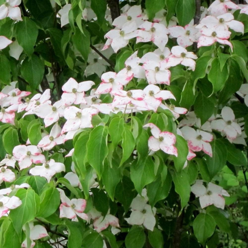 Cornouiller du Japon Milky Way, Cornus kousa