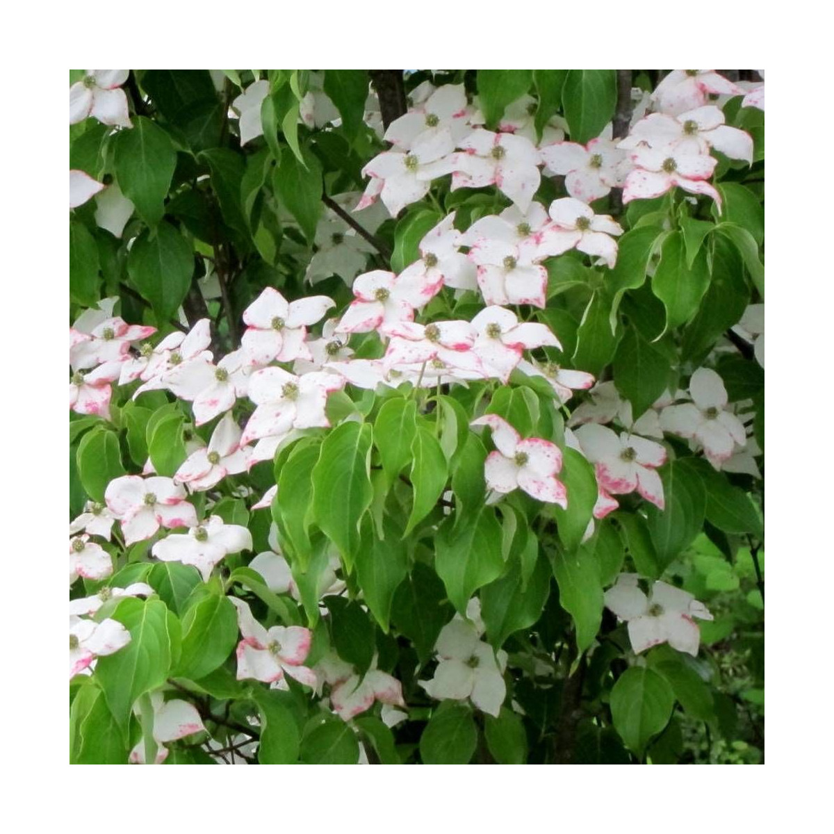 Cornouiller du Japon Milky Way, Cornus kousa Cornouiller du Japon Milky Way, Cornus kousa
