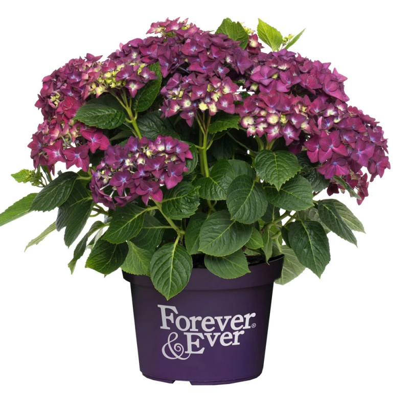 Hortensia Forever&Ever® Purple, Hydrangea macrophylla