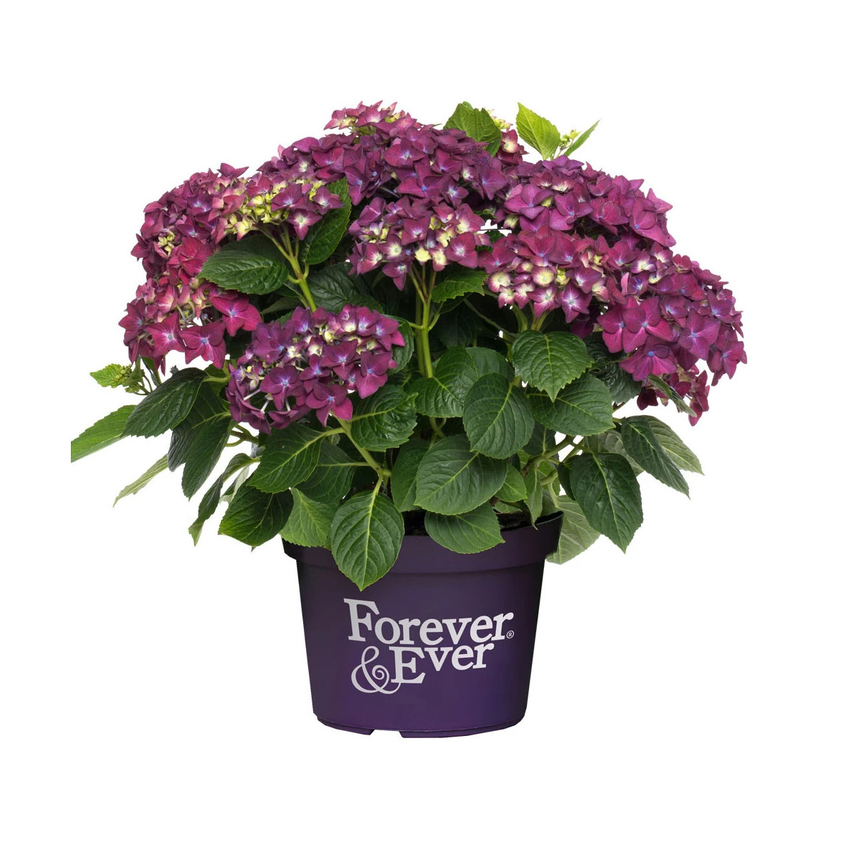 Hortensia Forever&Ever® Purple, Hydrangea macrophylla