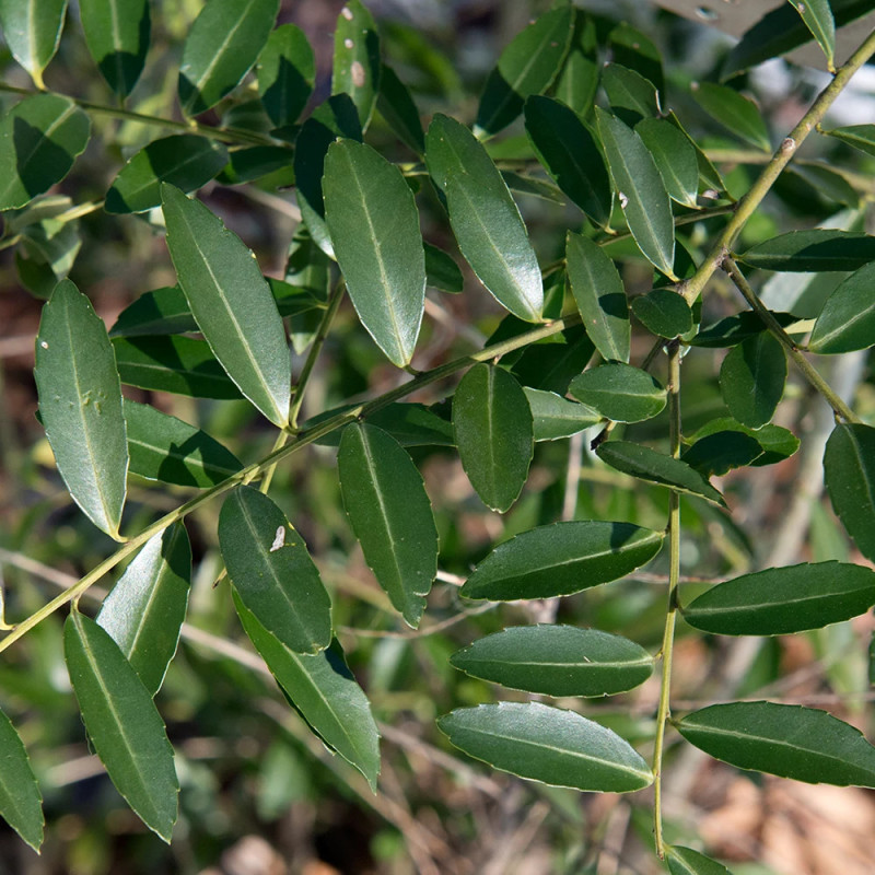 Houx maximowicziana Kanehirae, Ilex