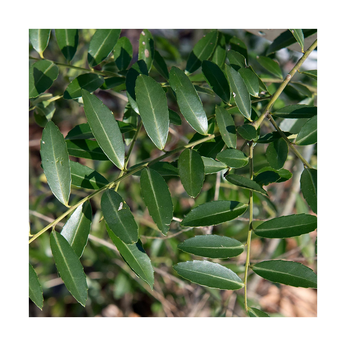 Houx maximowicziana Kanehirae, Ilex