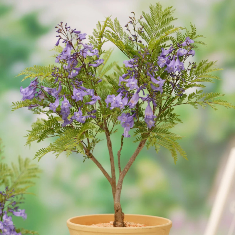 Arbre fougère - Flamboyant bleu - Jacaranda mimosifolia Bonsai Blue 'Sakai01'