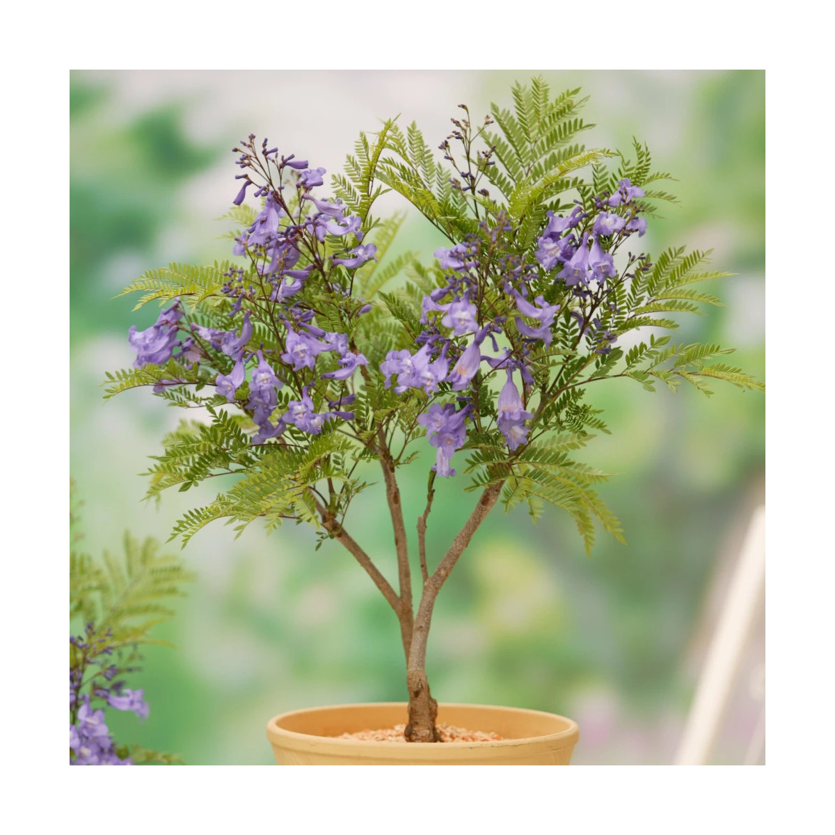 Arbre fougère - Flamboyant bleu - Jacaranda mimosifolia Bonsai Blue 'Sakai01'
