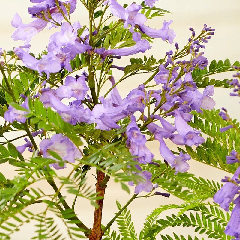 Arbre fougère - Flamboyant bleu - Jacaranda mimosifolia Bonsai Blue 'Sakai01'
