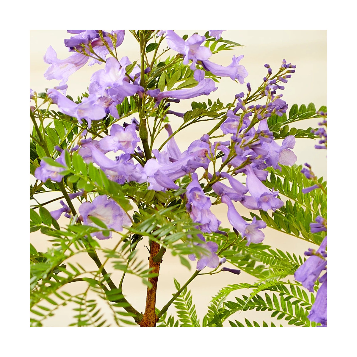 Arbre fougère - Flamboyant bleu - Jacaranda mimosifolia Bonsai Blue 'Sakai01'
