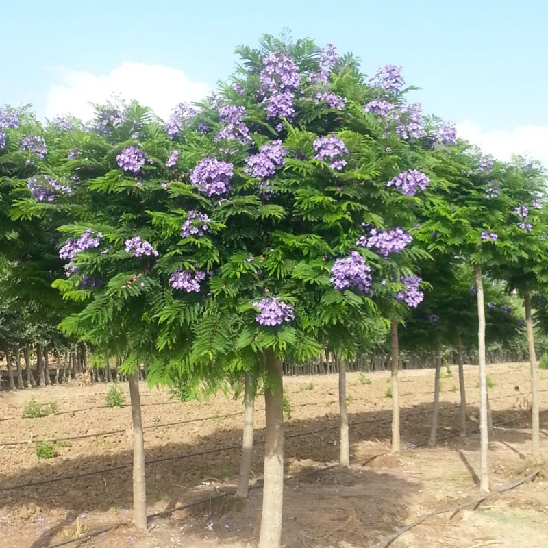 Arbre fougère - Flamboyant bleu - Jacaranda mimosifolia Bonsai Blue 'Sakai01'