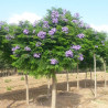 Arbre fougère - Flamboyant bleu - Jacaranda mimosifolia Bonsai Blue \'Sakai01\'