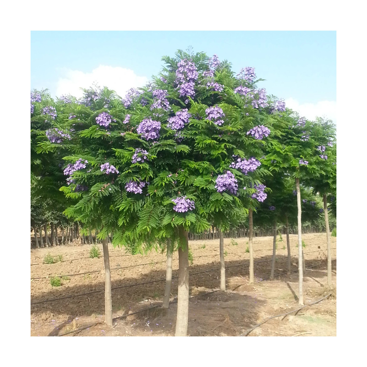 Arbre fougère - Flamboyant bleu - Jacaranda mimosifolia Bonsai Blue 'Sakai01'