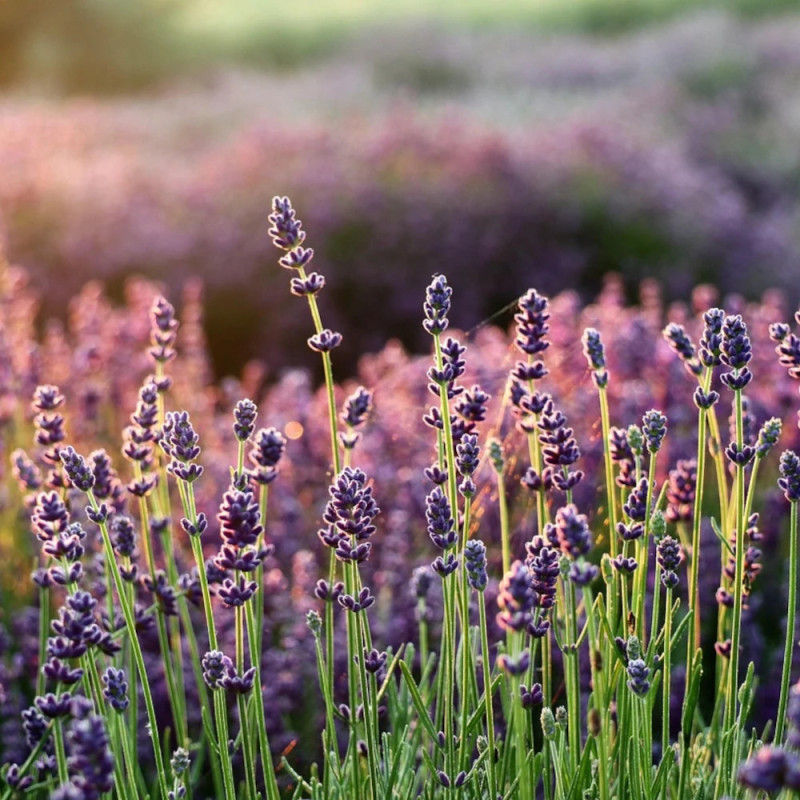 Lavande Essence Purple