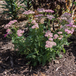 Achillée millefeuille Desert Eve™ Deep Rose