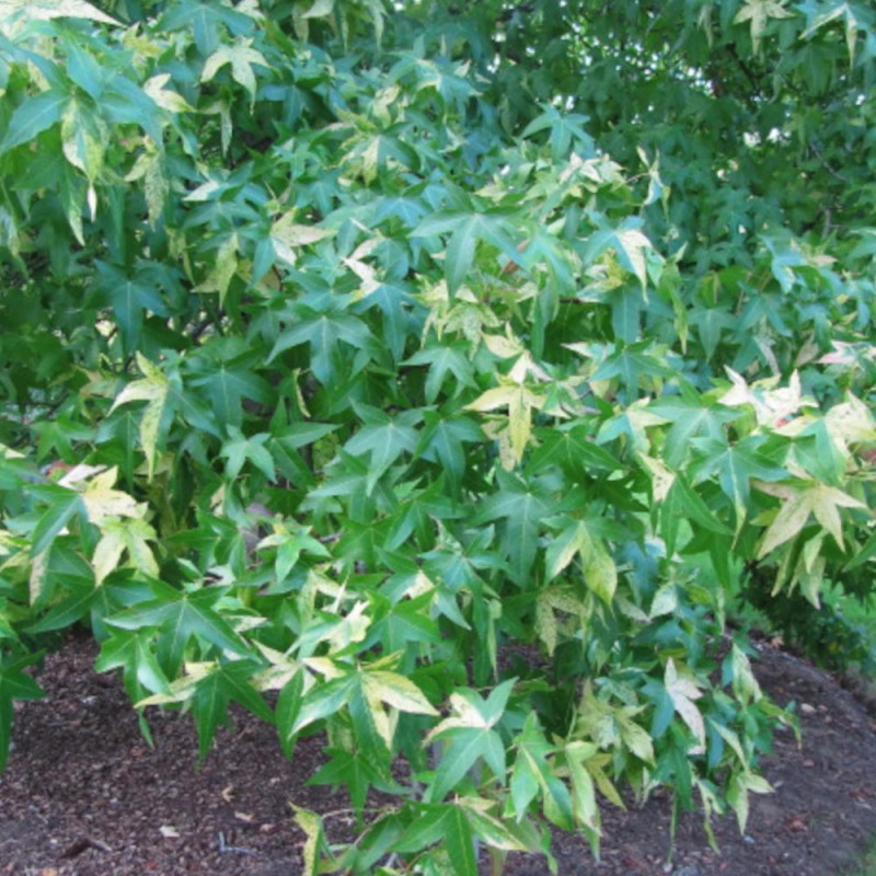 Copalme d'Amérique Albomarginata Manon, Liquidambar