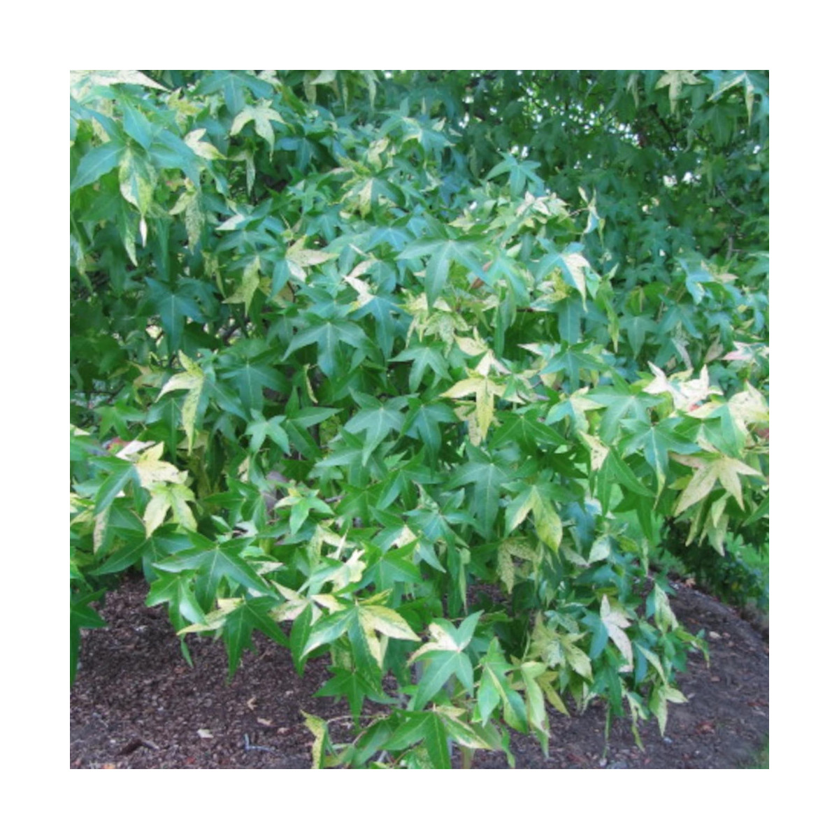 Copalme d'Amérique Albomarginata Manon, Liquidambar