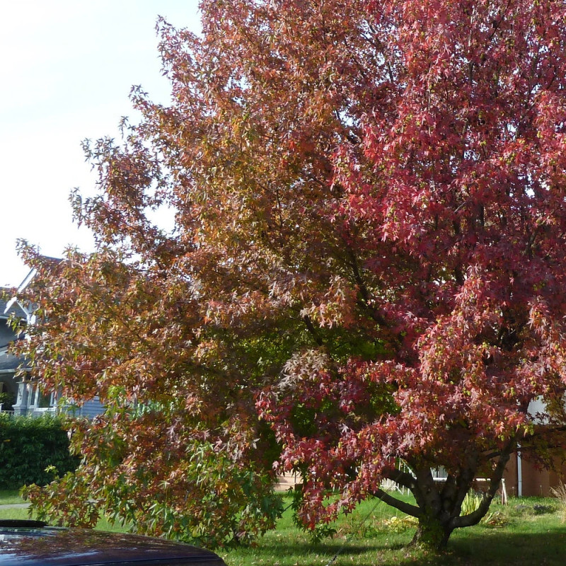 Copalme d'Amérique Fame4ever 'Roemer 4', Liquidambar