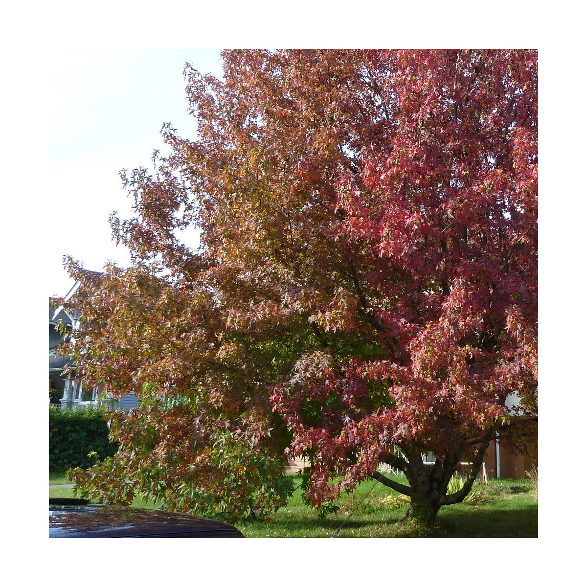 Copalme d'Amérique Fame4ever 'Roemer 4', Liquidambar Copalme d'Amérique Fame4ever 'Roemer 4', Liquidambar