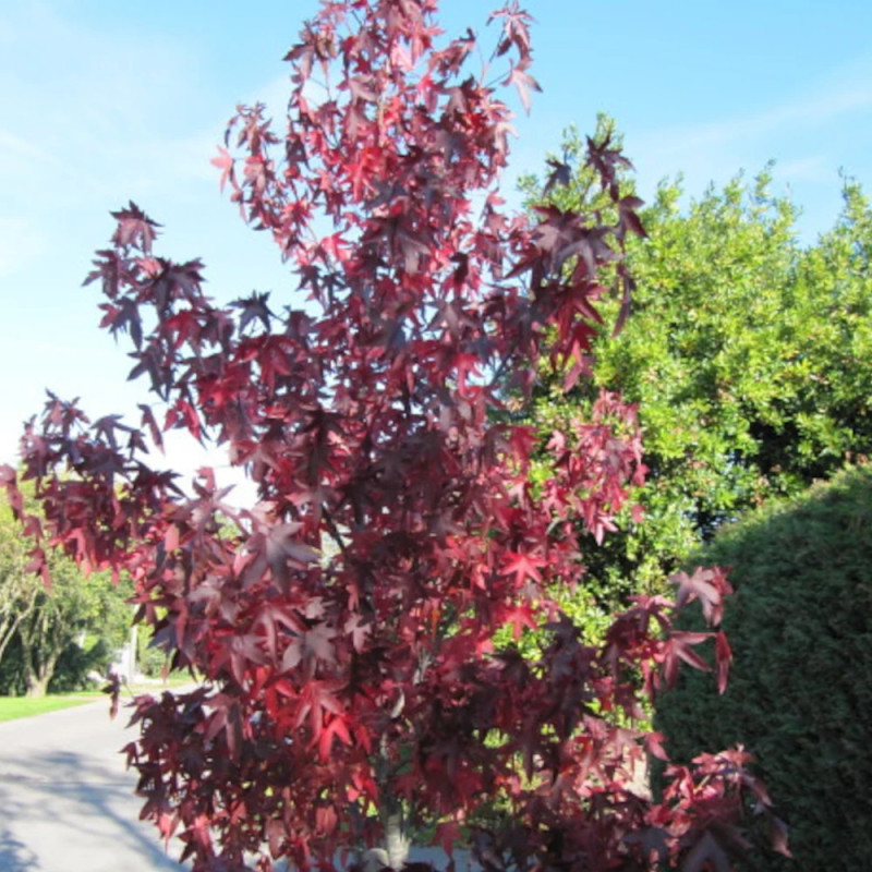 Copalme d'Amérique Paarl, Liquidambar
