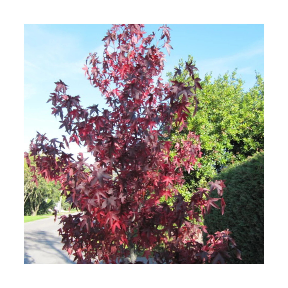 Copalme d'Amérique Paarl, Liquidambar
