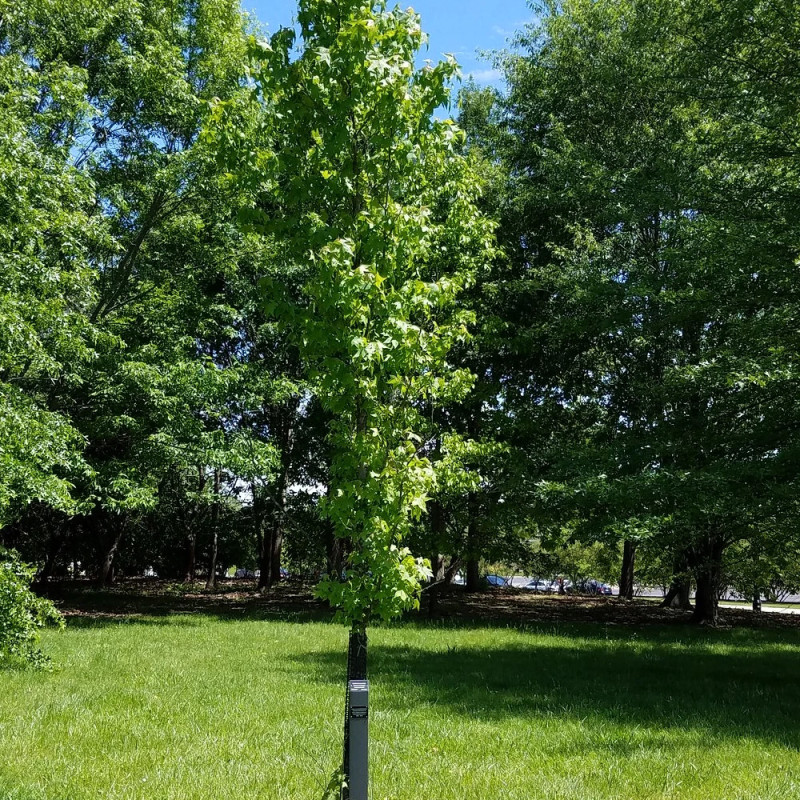 Copalme d'Amérique Slender Silhouette, Liquidambar