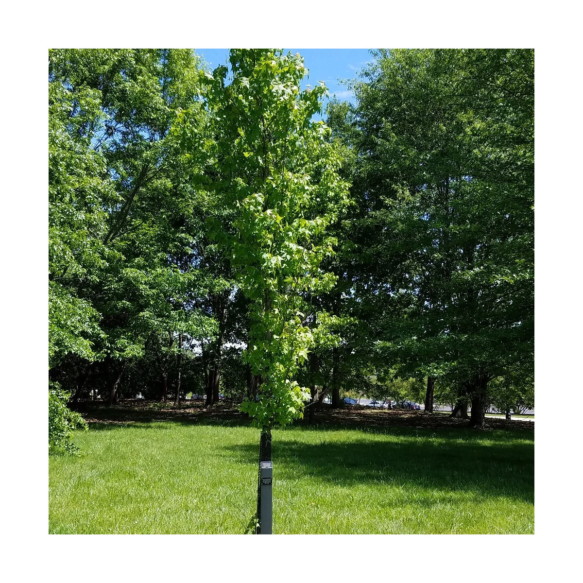 Copalme d'Amérique Slender Silhouette, Liquidambar
