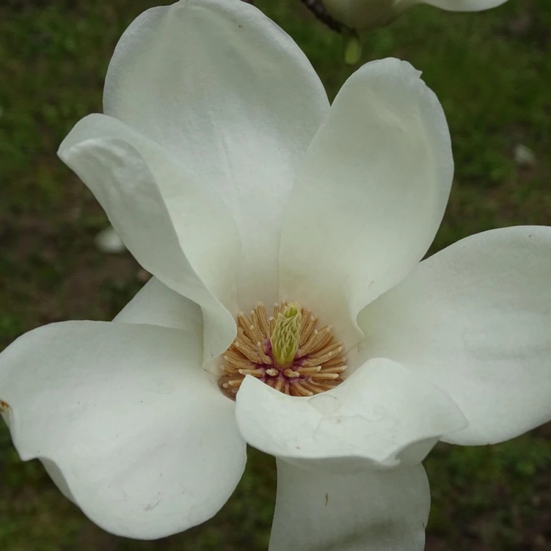 Magnolia Gail's Favorite, Michelia