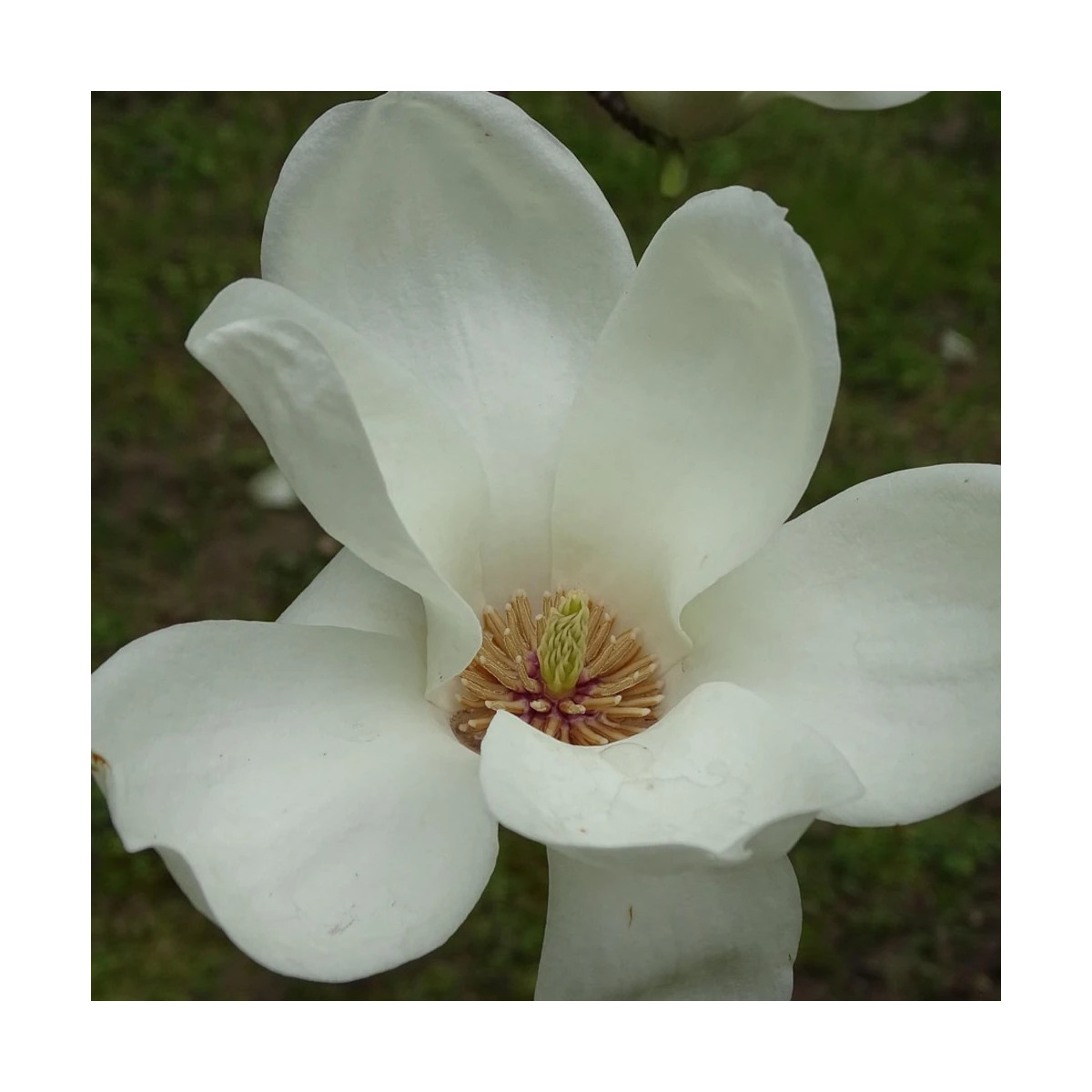 Magnolia Gail's Favorite, Michelia