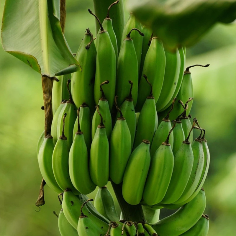 Banane plantain