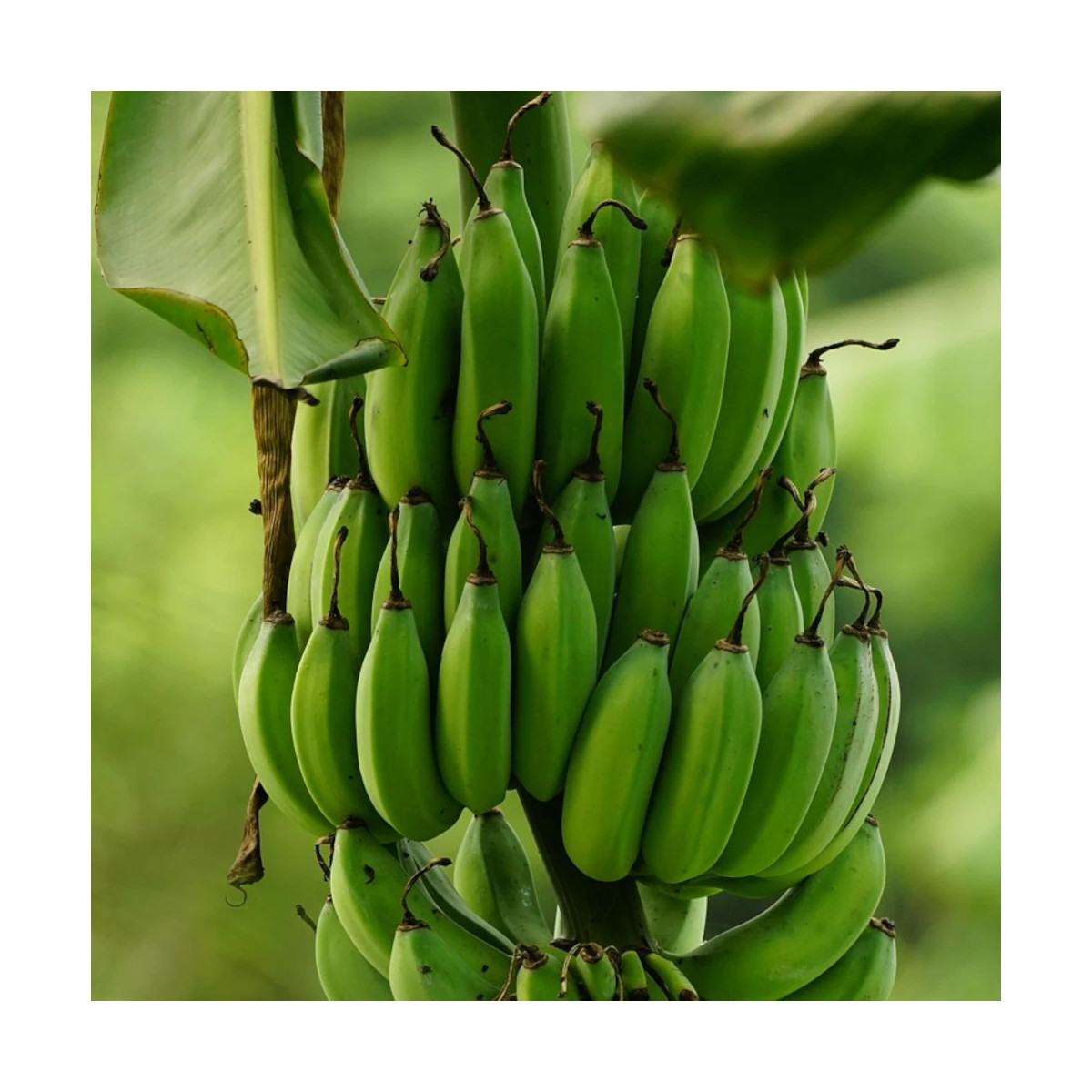 Banane plantain