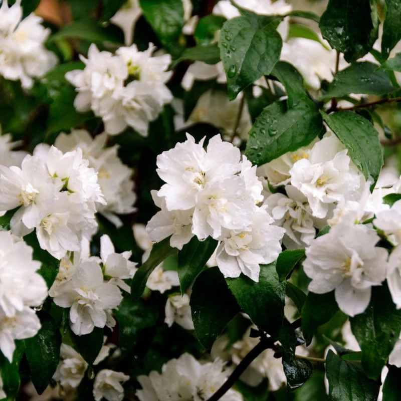 Seringat des jardins Mrs El Robinson, Philadelphus