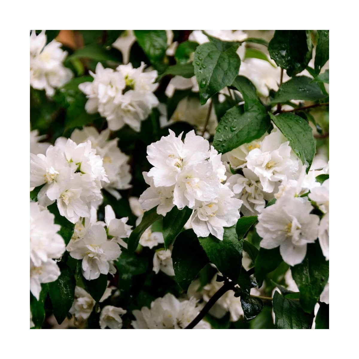 Seringat des jardins Mrs El Robinson, Philadelphus Seringat des jardins Mrs El Robinson, Philadelphus