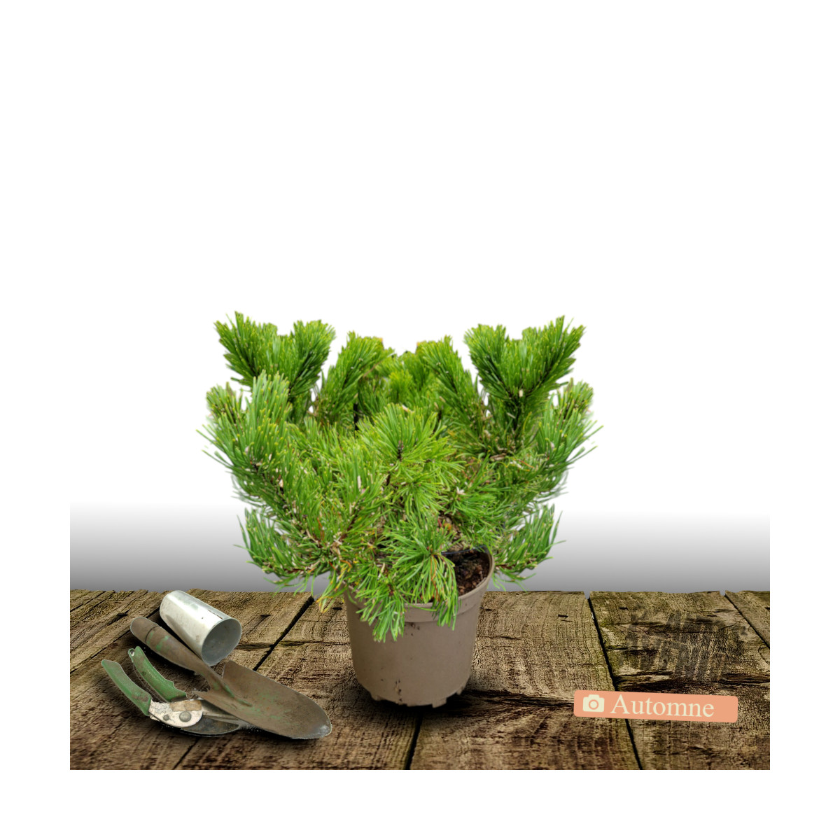 Pin noir BAMBINO® 'Gaëlle Bregeon', Pinus