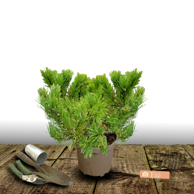 Pin noir BAMBINO® 'Gaëlle Bregeon', Pinus