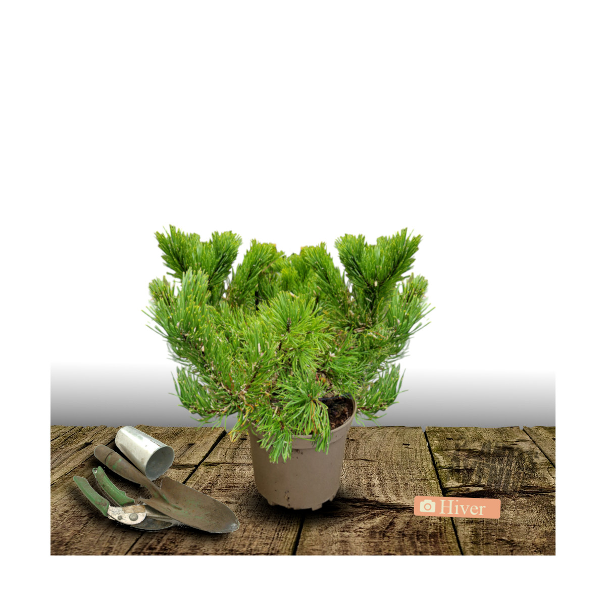 Pin noir BAMBINO® 'Gaëlle Bregeon', Pinus