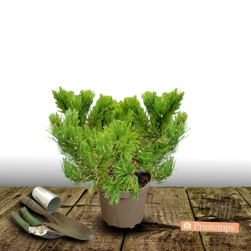 Pin noir BAMBINO® 'Gaëlle Bregeon', Pinus